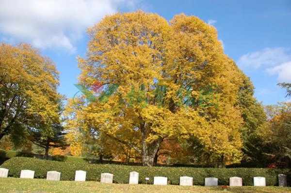 首页-人生就是博