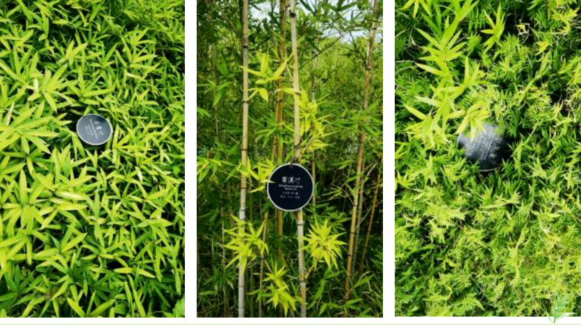 首页-人生就是博