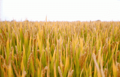 稻谷飘香迎丰年|人生就是博生产基地奏响丰收乐章