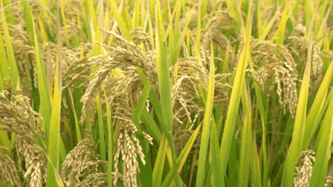 首页-人生就是博