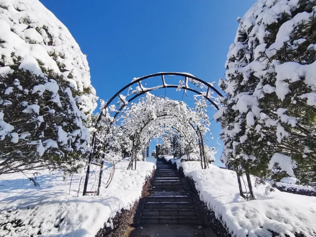 雪落玉龙，，三冬含暖。。。。。。